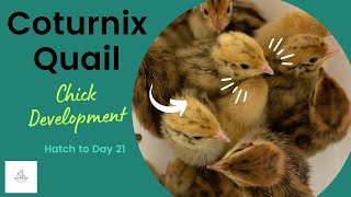 Quail Chick Development from Hatch to Day 21 [upl. by Oca594]