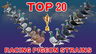 Top 20 Best Racing Pigeon Strains in the World  Popular Racing Pigeon Bloodlines [upl. by Oicnerolf]