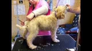 Trimming a Wheaten Terrier Puppy Part 1 [upl. by Yelrahc]