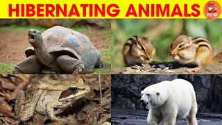 Hibernating Animals  Hibernating Animals Name in English kidslearning wildlife animals 🐻🦇🦔 [upl. by Ellett]