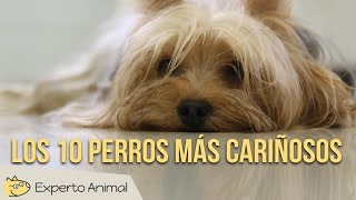 Los 10 perros más cariñosos [upl. by Urba]