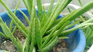 aloe vera plant review [upl. by Dorella]