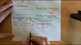 Cholesterol Metabolism Part 1 [upl. by Rossy542]