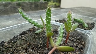 Growing Opuntia humifusa Cactus plants from seed  Seedlings Update [upl. by Alyak]