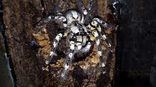 Poecilotheria regalis Moulting [upl. by Hooper710]