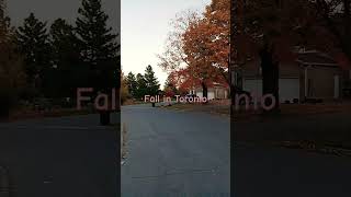 Winter fall in Ontario canada travel downtown nature sunset [upl. by Yecnay]