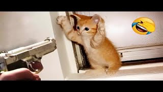 Cute and Funny Pet Moments Caught on Camera 😘😆 Funniest Animals 😸😅 [upl. by Pavier459]