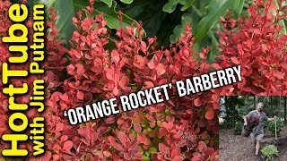 Planting Orange Rocket Barberries🍊🚀 [upl. by Johnson877]