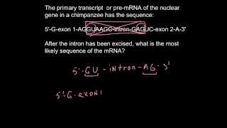 Introns and Exons Part 2 Exons [upl. by Enyrehtak]