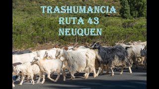 Trashumancia o Veranada Ruta 43 Las Ovejas Neuquen [upl. by Nosneh]