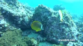 나비고기Chaetodon auripes Butterflyfish Whitecollar coralfish [upl. by Naret]