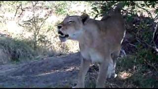 BATTLE Lions vs Leopard Impala in the Tree Roaring [upl. by Renfred212]