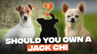 All about Jack Russell Chihuahua Mix Should you own one [upl. by Liahkim964]