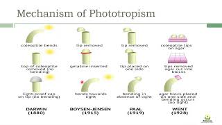 Mechanism of phototropism [upl. by Jill]