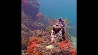 Coral City Camera  Spotted Trunkfish  92123 [upl. by Roe]