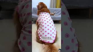 Tommy ke naya kapde dog pets cute shorts youtubeshorts shortsfeed [upl. by Ralston]