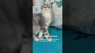 Pure Mainecoon Cat Kittens For Sale in Bengaluru Chennai Hyderabad Goa mumbai newdelhi mainecoon [upl. by Osana]