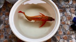 Unbelievable Wild Super Red Arowana Most Beautiful amp Rare Arowana Fish [upl. by Adihahs654]