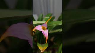 Masdevallia Hybrid orchid orquídea masdevallia [upl. by Imekawulo]