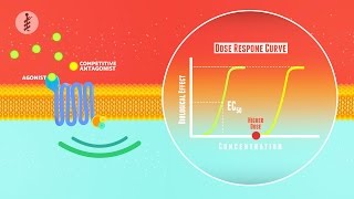 Pharmacology  EP5  Pharmacodynamics Arabic  عربي [upl. by Aicerg]