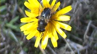 Cheilosia variabilis pestřenka obecná [upl. by Aiotal]