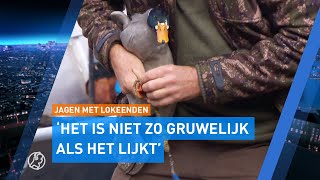 Het jachtseizoen is geopend jagen met levende lokeend gruwelijk of niet [upl. by Idonna641]