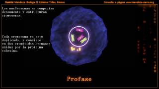 Mitosis profase prometafase metafase anafase y telofase [upl. by Itaws]