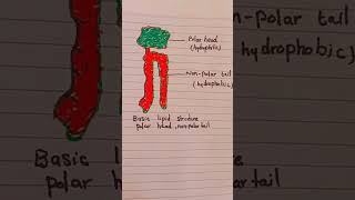 Basic Structure of Lipids lipids lipid lipidmetabolismdrawing class9biology class11biology [upl. by Benedetta]