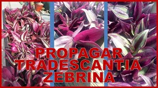 Como propagar tradescantia zebrina [upl. by Ycniuqal]