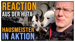 Die Pubertät kommt durch  Terrier und Herdenschutzhund in der HuTa  Hundeverhalten kommentiert [upl. by Ehcsrop]