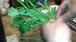 How to grow sweet potato from cuttings [upl. by Ardyce703]