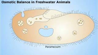 Osmoregulation in Animals [upl. by Ihsoyim268]