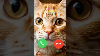 cat ringtone cute short 2024 [upl. by Bjork]