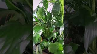 PEACE LILY what to do  Im new to house plants 🪴 [upl. by Brottman]