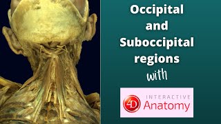 Occipital and suboccipital regions  4D Anatomy [upl. by Kitarp]