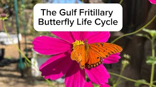 The Gulf Fritillary Butterfly Life Cycle  Metamorphosis [upl. by Ellene]