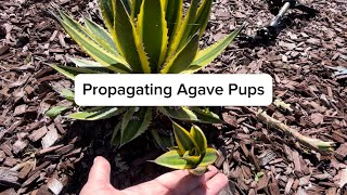 How to Propagate Agave Pups [upl. by Rodie]