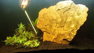 DryStart 29gallon Killifish Breeding Tank SetUp 81424 [upl. by Heiner]