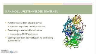 Transcriptie translatie en eiwitsynthese van RNA naar eiwit HAVO [upl. by Ginger]