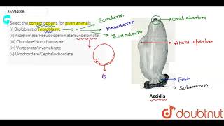 Select the correct options for given animals i Diploblastic [upl. by Maher202]