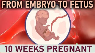 OUR BABY HAS OFFICIALLY GRADUATED FROM EMBRYO TO FETUS  10 Weeks Pregnant [upl. by Hesoj336]