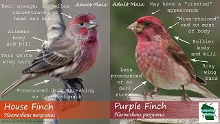 ID Tips Purple Finch vs House Finch [upl. by Rendrag]