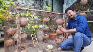 Australian parrots ki nayi colony taiyyar ki matkiyan lagain  complete aviary  HindiUrdu [upl. by Shreve565]