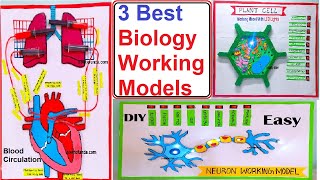 3 best biology working models for science exhibition  science projects  diy  craftpiller [upl. by Lesig]