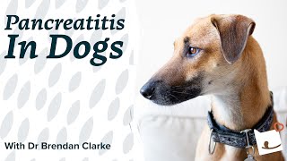 Dog Pancreatitis  What Is Pancreatitis in Dogs  Bella amp Duke [upl. by Sehguh]