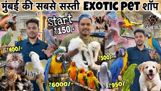 Start ₹150😱 सबसे सस्ती शॉप  Animals  Birds  cheapest Pet market in Mumbai  Wajid pet shop [upl. by Enyale889]