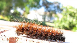 Rhodogastria amasis tricoloured tiger mothlarva on thumbnailThe larvae feed on AcaciaCalodendrum [upl. by Kahlil]