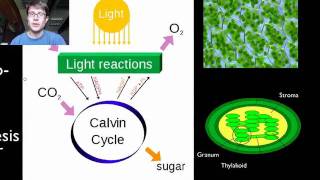 Photosynthesis and Respiration [upl. by Filide250]