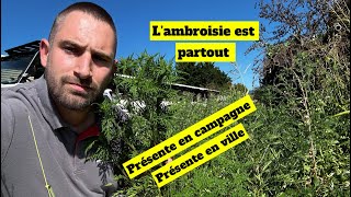 L’ambroisie ce fardeau… en campagne mais aussi en ville… [upl. by Dorman631]