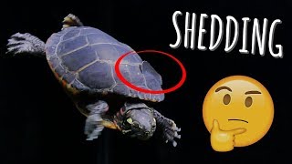 Turtle Shell Peeling What to do during shedding  Turtle 101 [upl. by Eniamahs432]